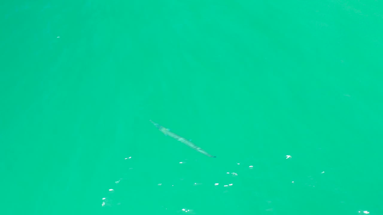 Overhead view of turquoise water at Dreams Los Cabos with a small slender fish near the upper left, bright surface flecks, and no visible people.