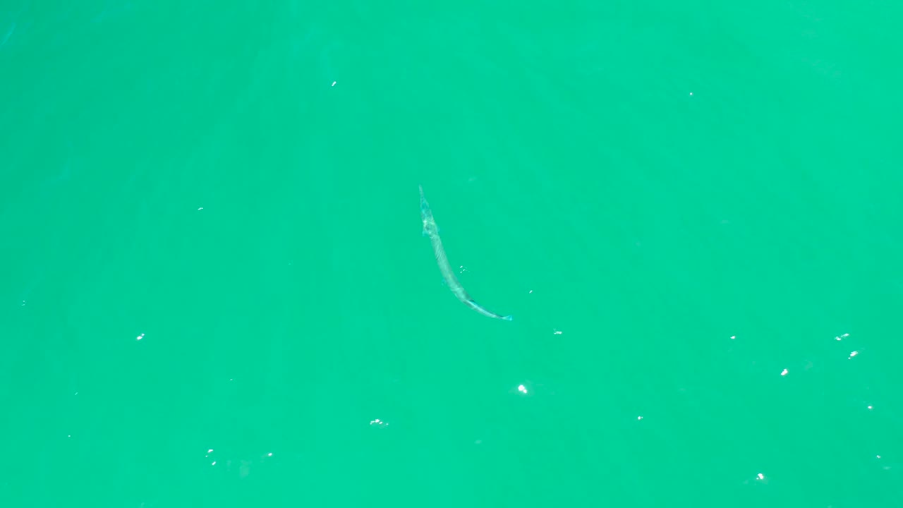 A faint slender fish appears near the upper right of the turquoise water at Dreams Los Cabos, with small bubbles and no visible people.