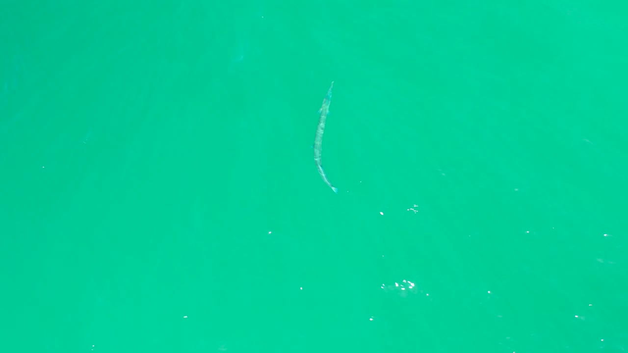 Slender fish in green-turquoise water near the left side