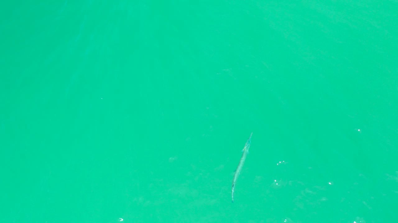 At Dreams Los Cabos in Baja California Sur, a slender fish appears beneath clear turquoise water near the center-left of the overhead frame, with faint ripples and no visible people.