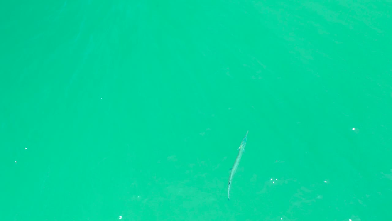 At Dreams Los Cabos in Baja California Sur, the fish sits slightly lower in the overhead water view, surrounded by pale underwater patches, small sparkles, and no visible people.