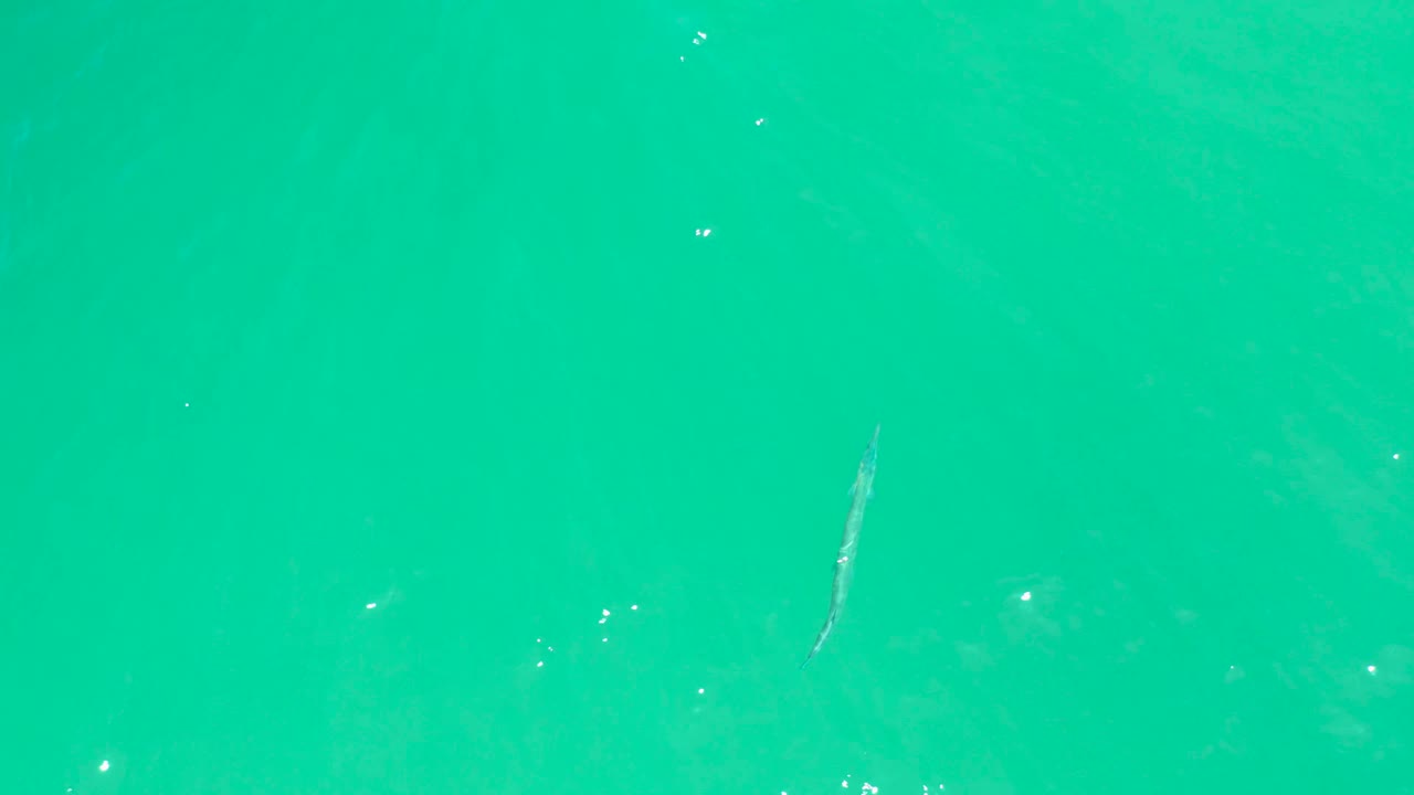 At Dreams Los Cabos in Baja California Sur, the fish is visible under a more uniformly turquoise section of water, with light surface shimmer and no visible people or shoreline.