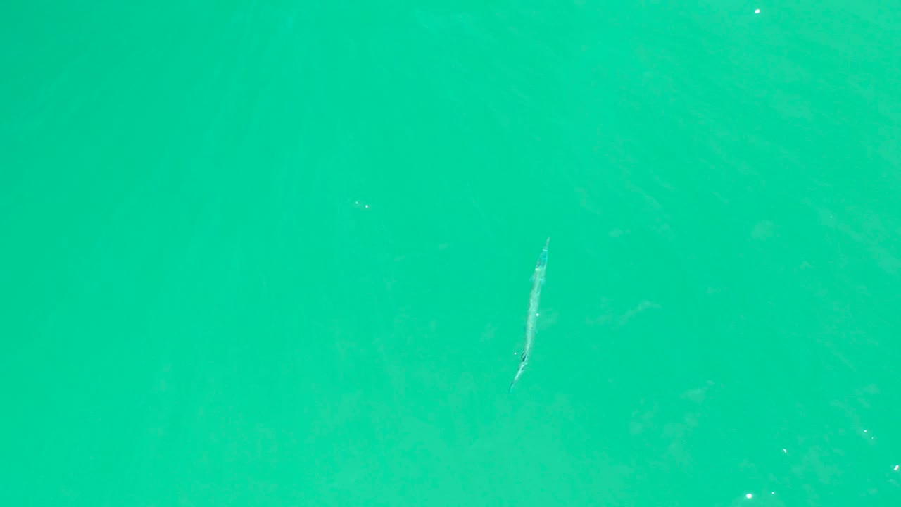 Overhead fish in clear turquoise water