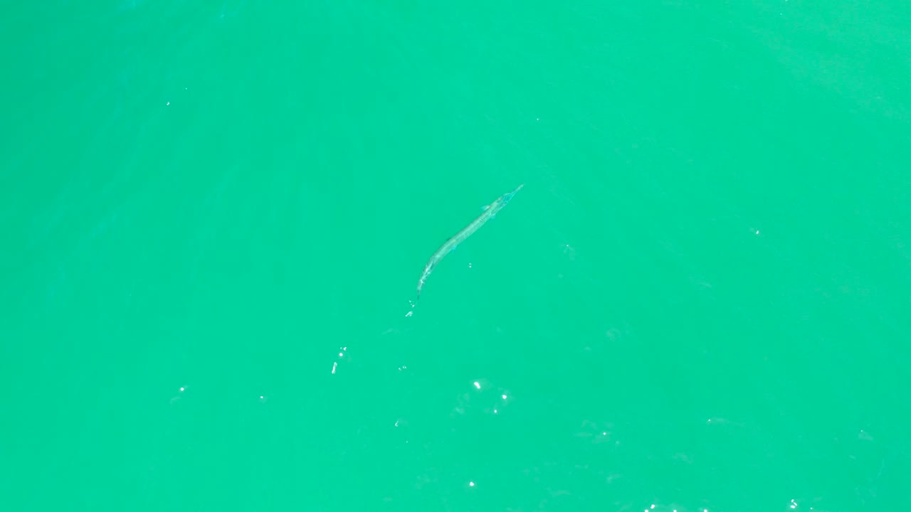 A small pale fish is visible near the upper left of clear turquoise water at Dreams Los Cabos, with scattered light flecks and no visible people.