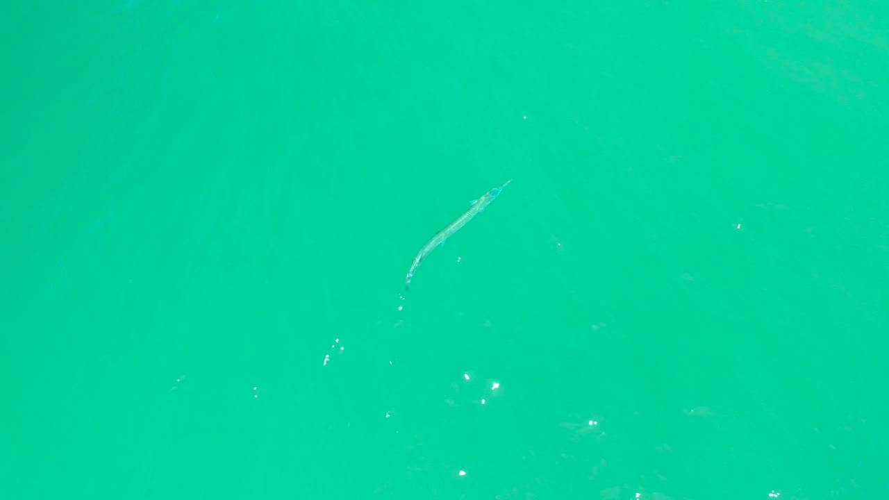 The small fish appears closer to the upper center of the frame in clear green-turquoise water at Dreams Los Cabos, with faint ripples and no visible people.