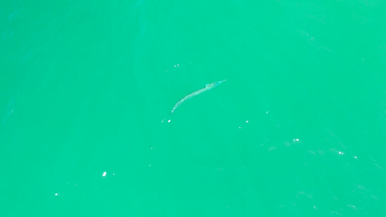 A small pale fish sits near the upper right of the turquoise water frame at Dreams Los Cabos, with a few bright surface highlights and no visible people.