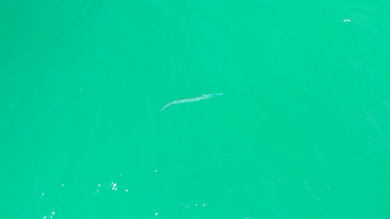 Small fish in clear water with faint bubbles.