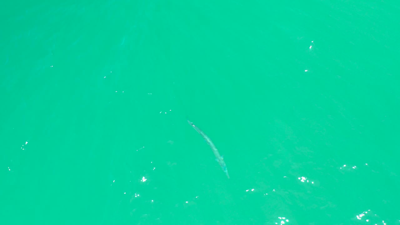 Small pale fish visible near the surface of clear turquoise water at Dreams Los Cabos, with scattered white reflections and no visible people.