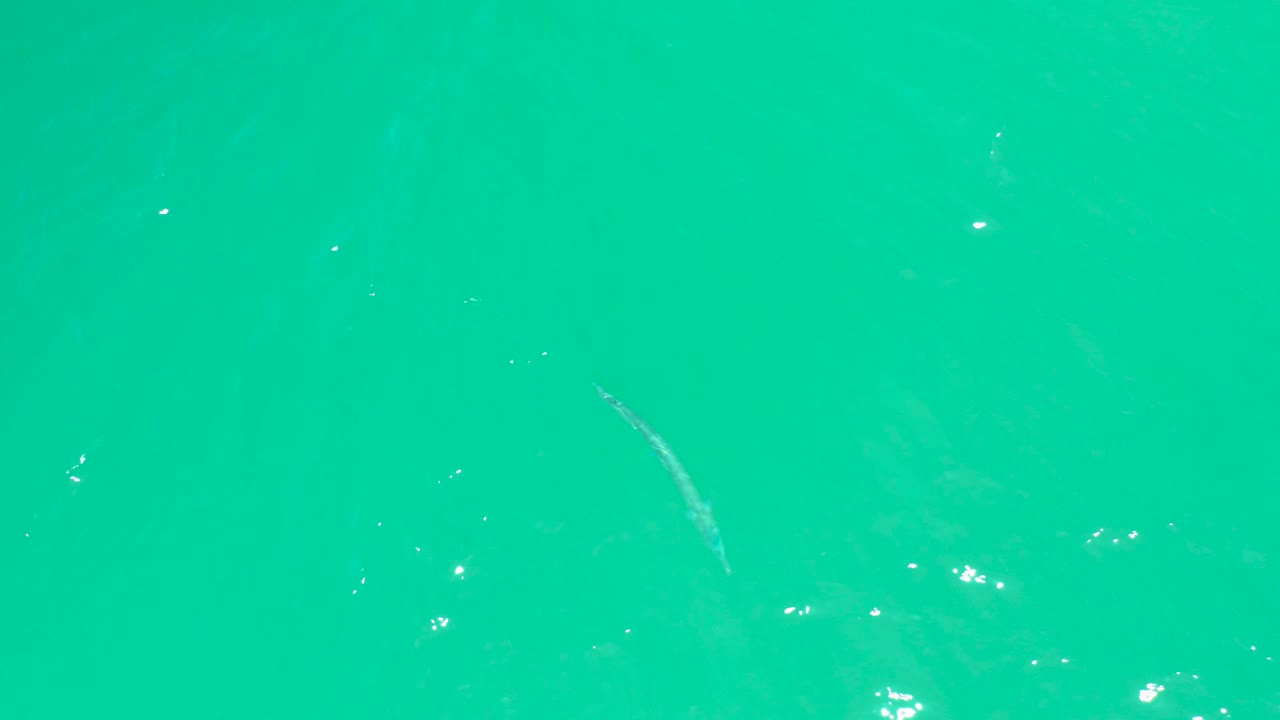 A small fish appears slightly lower in clear turquoise water at Dreams Los Cabos, with bright glints clustered around the surface and no visible people.