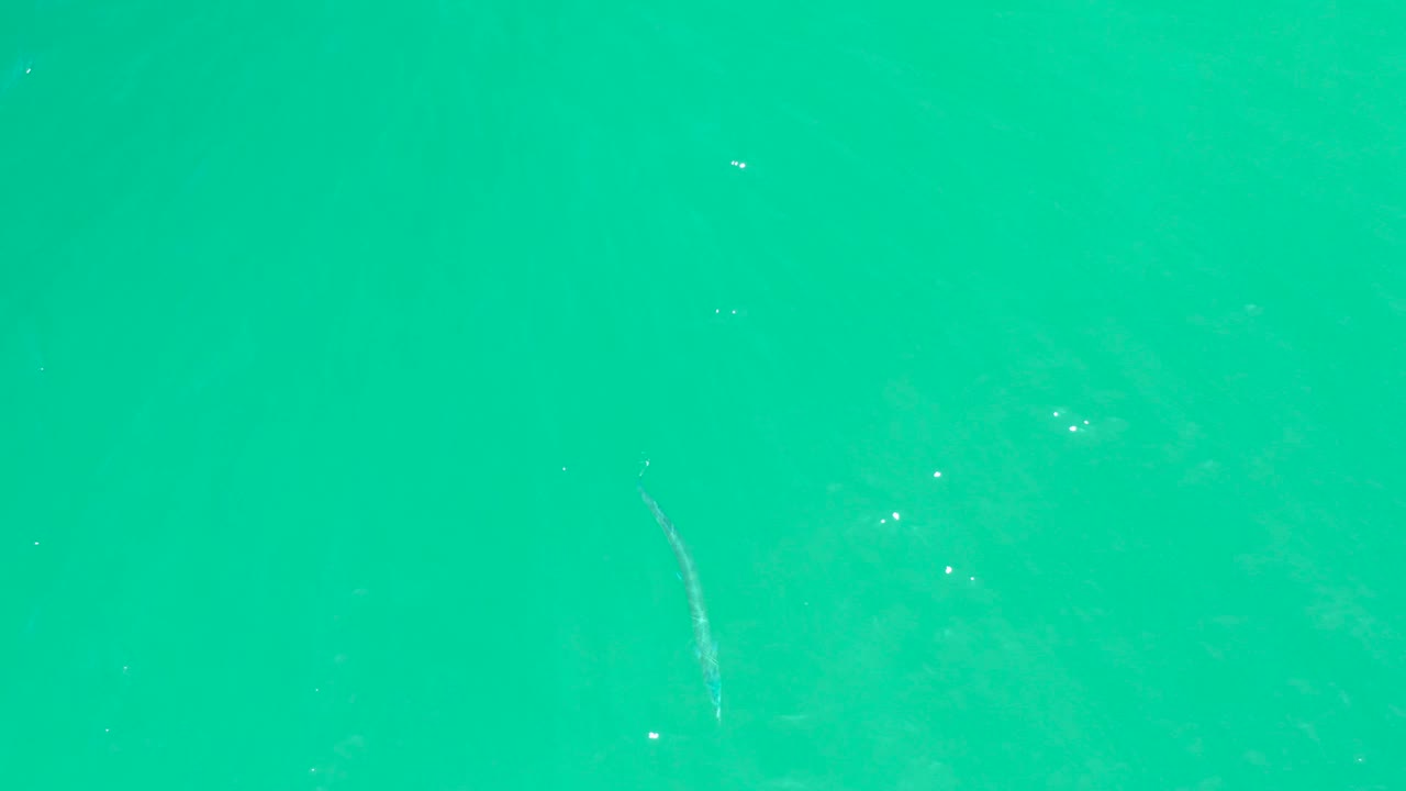 The small pale fish is visible nearer the right side of the turquoise water at Dreams Los Cabos, with subtle ripple texture and no visible people.