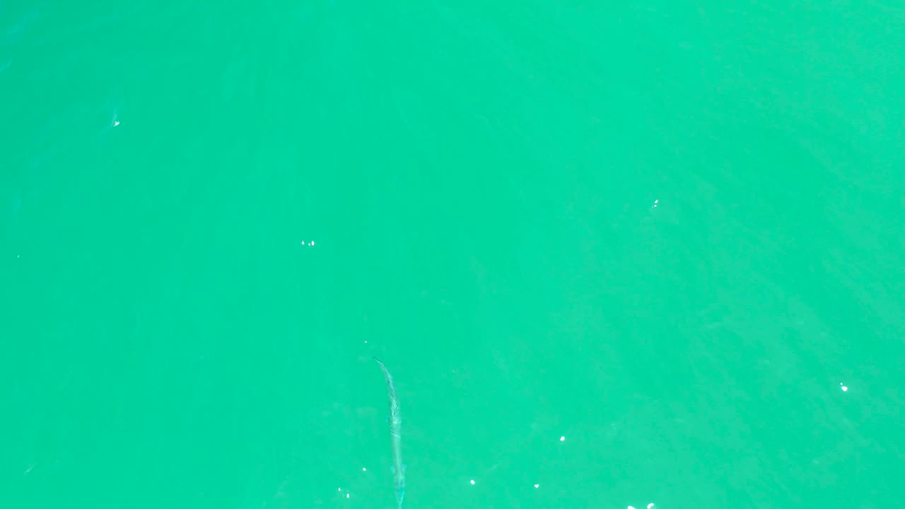 Small fish in open turquoise water with faint ripples