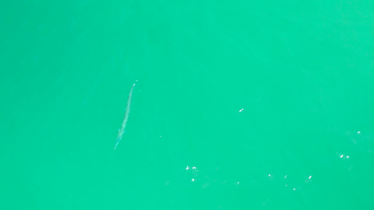 Slender fish in turquoise water from above