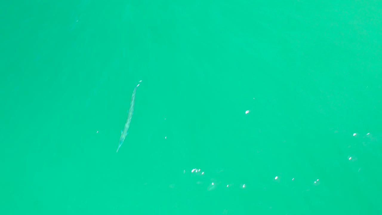 A narrow fish sits low in the left half of the overhead frame at Dreams Los Cabos, surrounded by clear greenish water and scattered bright specks, with no visible people.