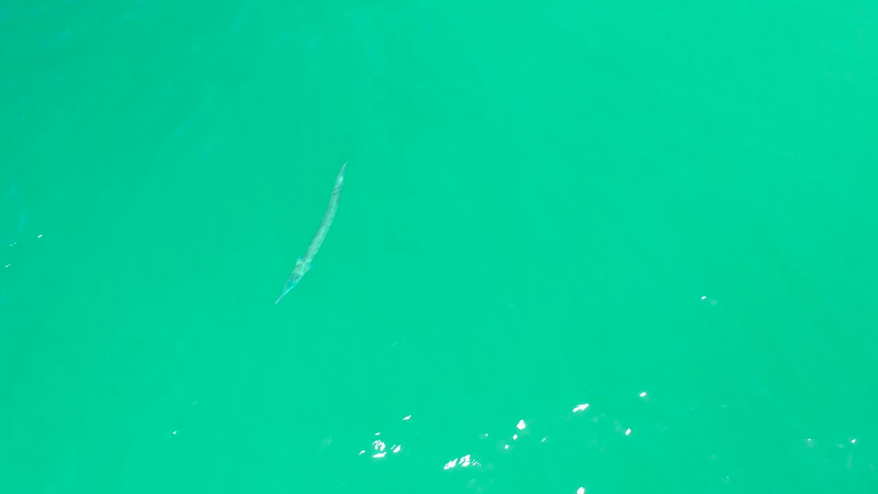The fish is closer to the middle of the overhead view at Dreams Los Cabos, with bright turquoise water filling the frame and no visible people.