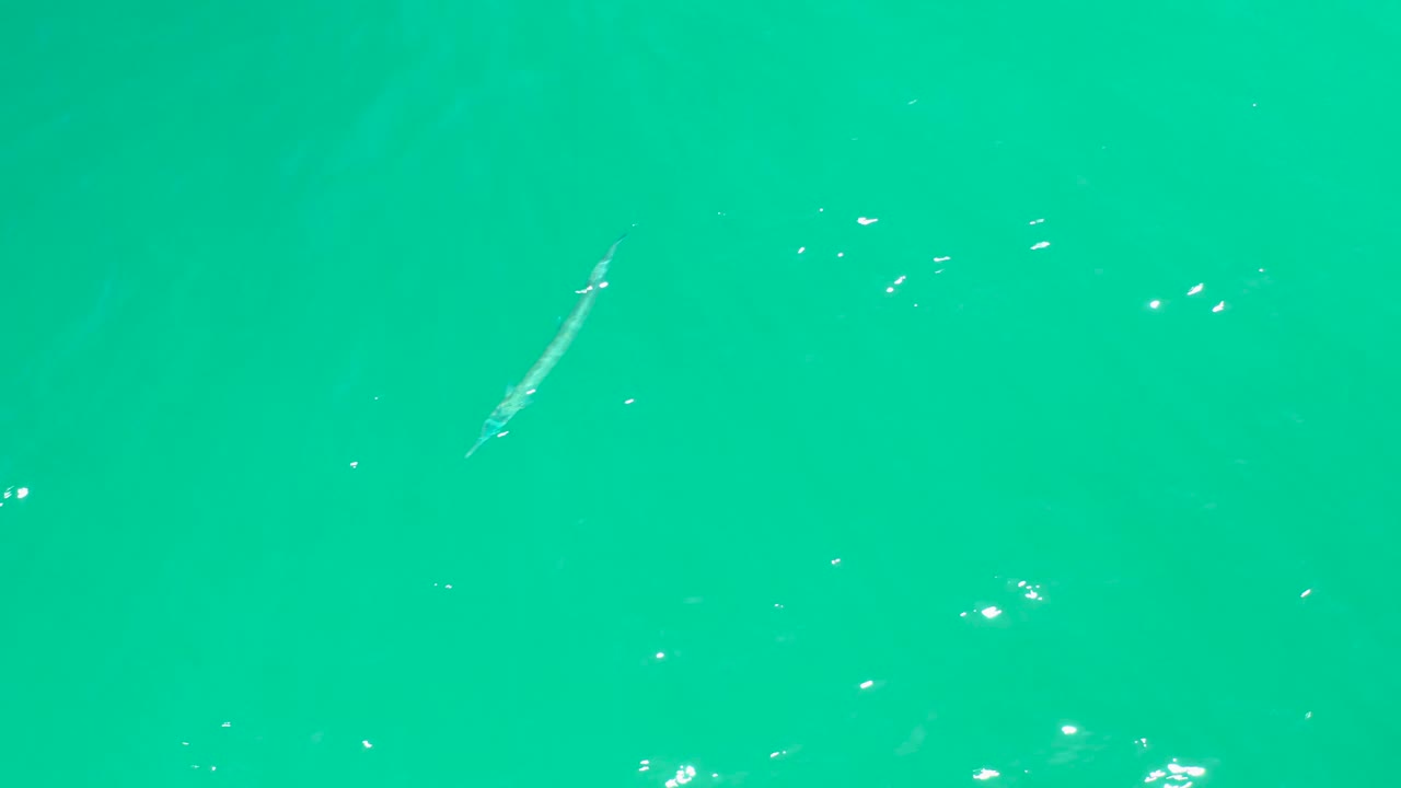 A pale slender fish is visible in open turquoise water at Dreams Los Cabos, with scattered bubbles and sunlit flecks across the surface, and no visible people.