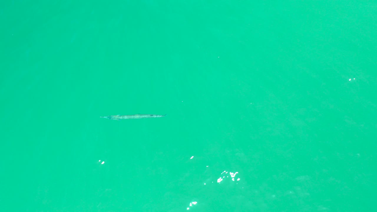 At Dreams Los Cabos, a long slender fish appears near the left side of bright turquoise water with small surface highlights and no visible people.