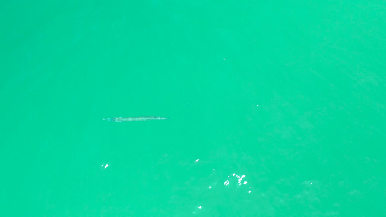 At Dreams Los Cabos, the slender fish has shifted toward the center-left of the turquoise water while bright flecks and particles remain visible, with no visible people.