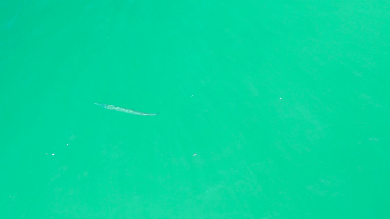 At Dreams Los Cabos, the fish is positioned toward the right side of the frame in uniform turquoise water with faint surface texture and no visible people.