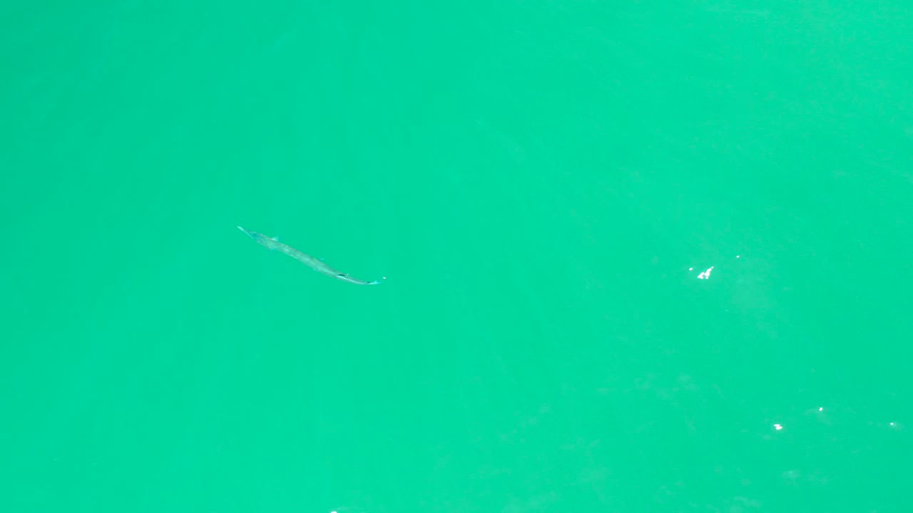 Long fish in the lower-left area of clear green-blue water.