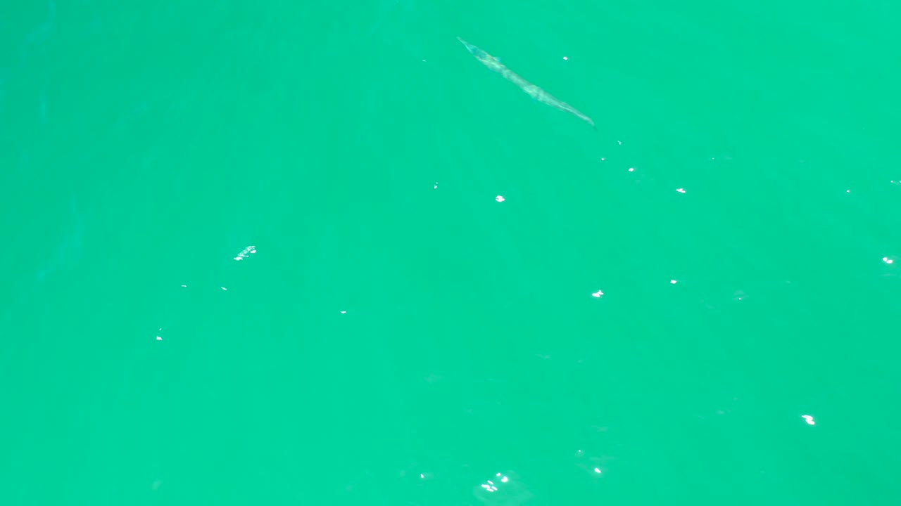 Slender fish in bright turquoise water with small bubbles