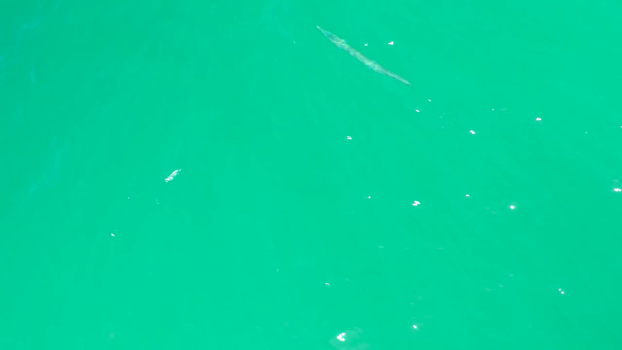 The fish remains small against clear turquoise water at Dreams Los Cabos, with suspended particles and no visible people.
