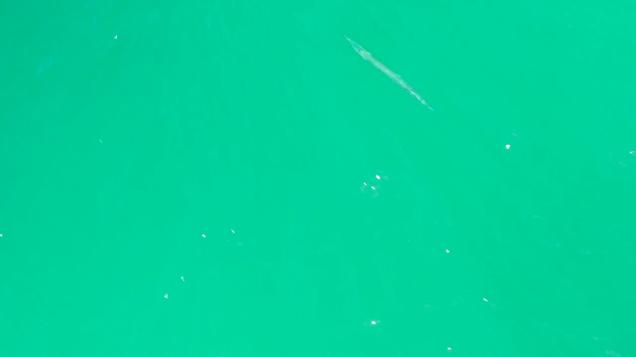 A small fish is visible in greenish-blue water at Dreams Los Cabos, with bright specks nearby and no visible people.