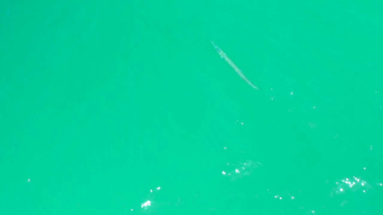 The fish sits against an open turquoise water field at Dreams Los Cabos, with faint bubbles and no visible people.