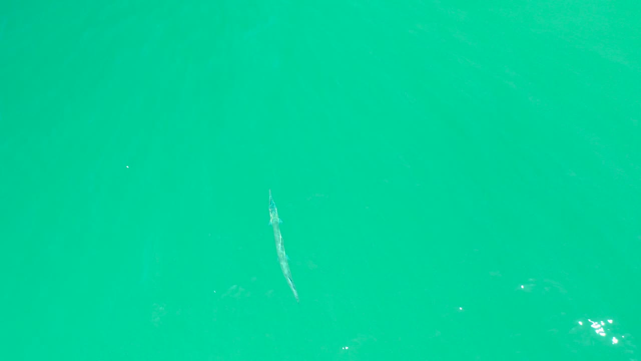 Slender fish under turquoise water with small surface ripples.