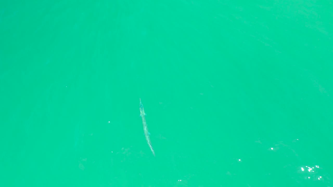 A pale elongated fish sits beneath green turquoise water at Dreams Los Cabos, with faint surface texture, scattered bright specks, and no visible people.