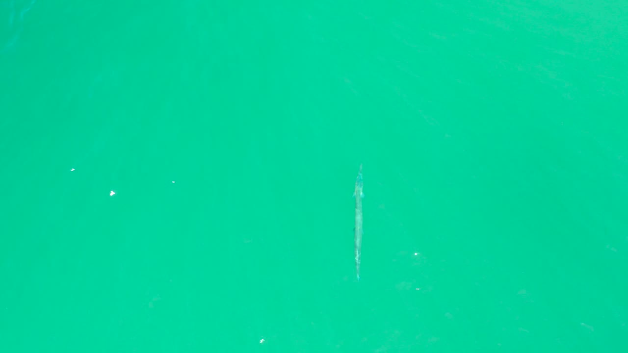 A thin fish is seen beneath turquoise water near the lower left area at Dreams Los Cabos, with a few bright surface flecks and no visible people.