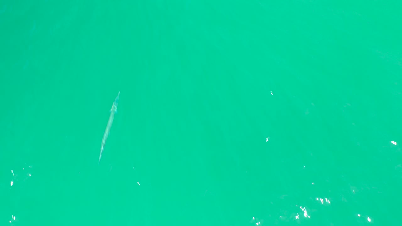 Long slender fish under turquoise water