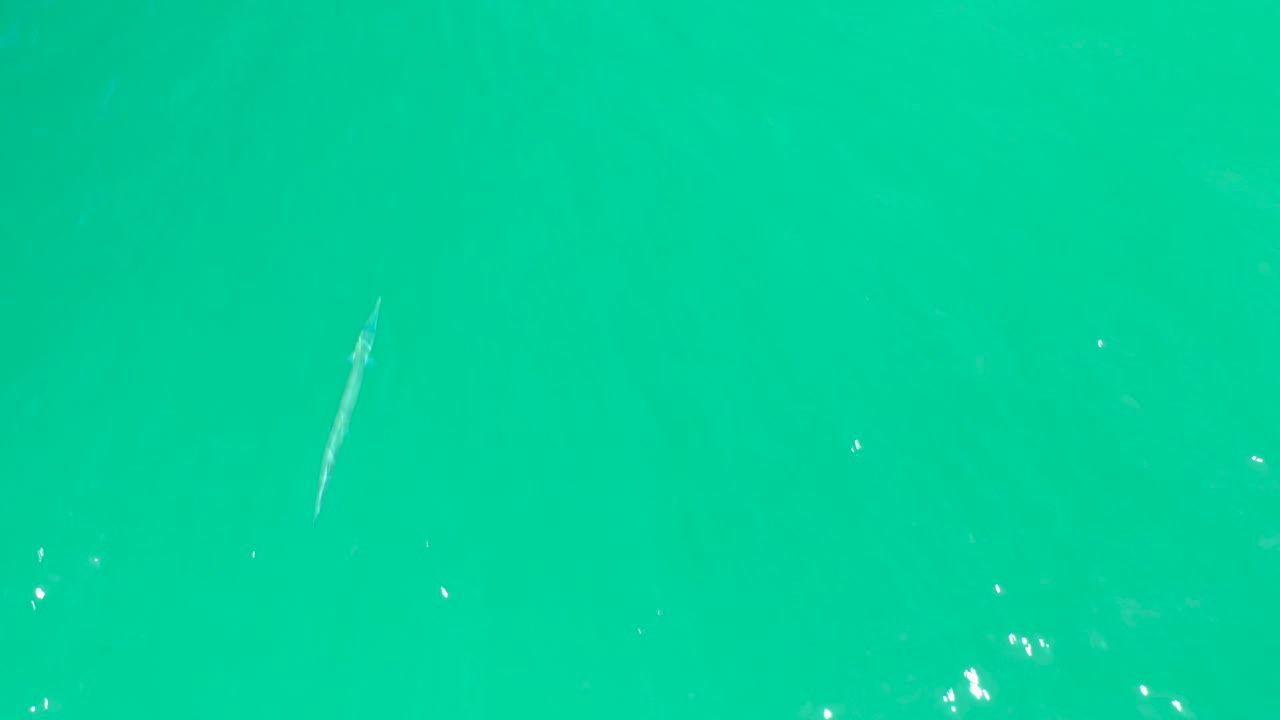 At Dreams Los Cabos, the fish sits lower in the overhead frame under green-blue water, with a few white specks and no visible people.