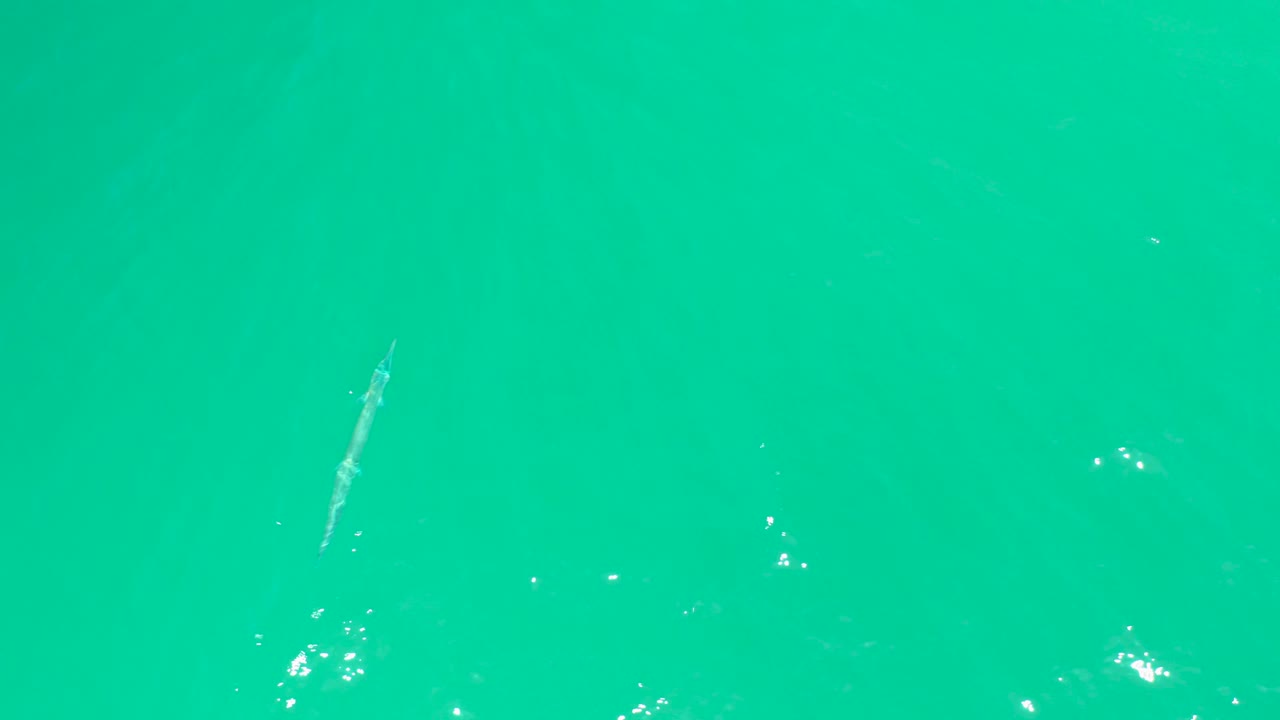 At Dreams Los Cabos, the thin fish is seen near the upper portion of the turquoise frame, with small sun sparkles nearby and no visible people.