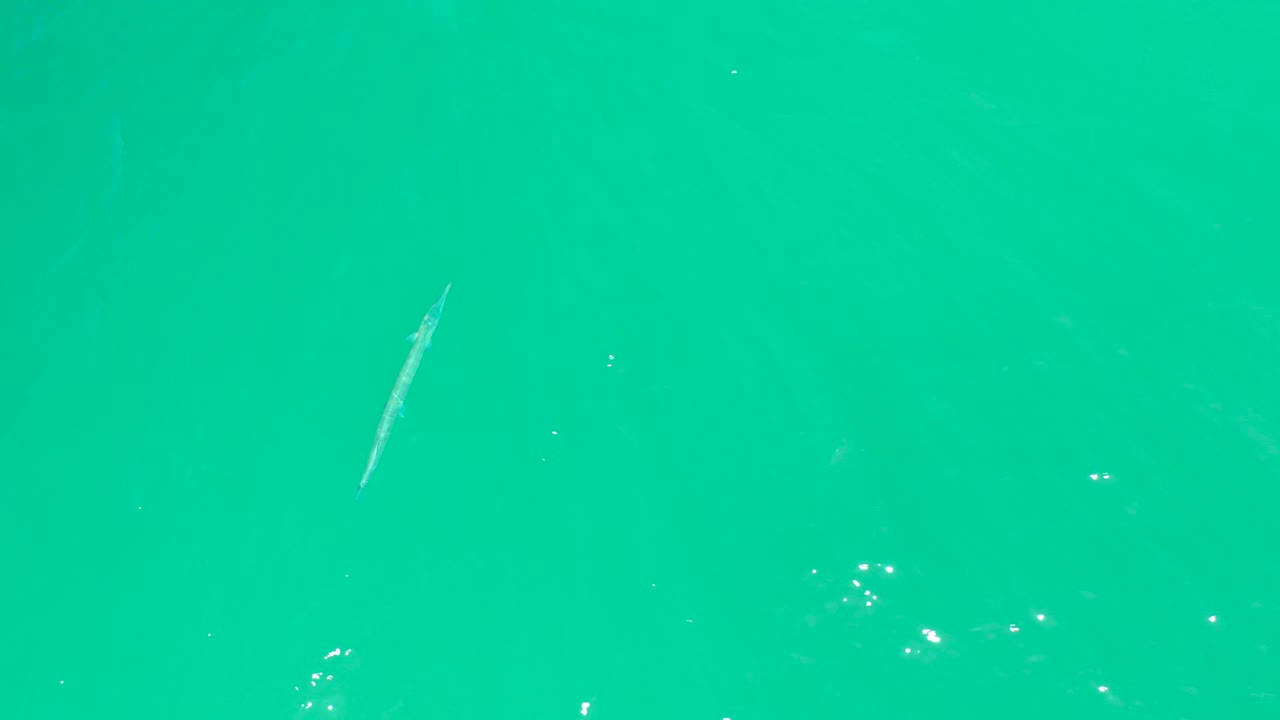 At Dreams Los Cabos, a pale fish shape remains visible below the turquoise surface, surrounded by scattered glints and no visible people.