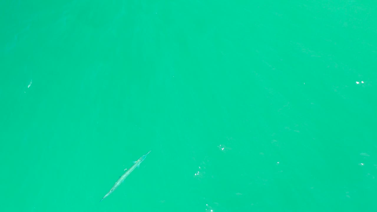 A slender fish appears near the left side of clear turquoise water at Dreams Los Cabos, with small surface specks and no visible people.