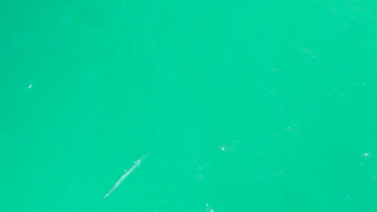 The long fish sits slightly left of center in clear green-blue water at Dreams Los Cabos, with faint particles and no visible people.