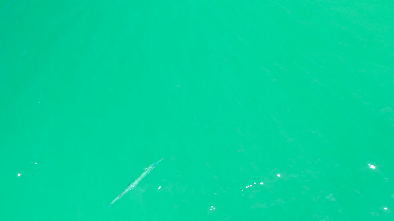 A slender fish remains visible under the turquoise surface at Dreams Los Cabos, with bright specks nearby and no visible people.