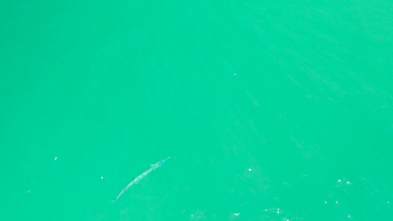 Fish near lower left in turquoise water