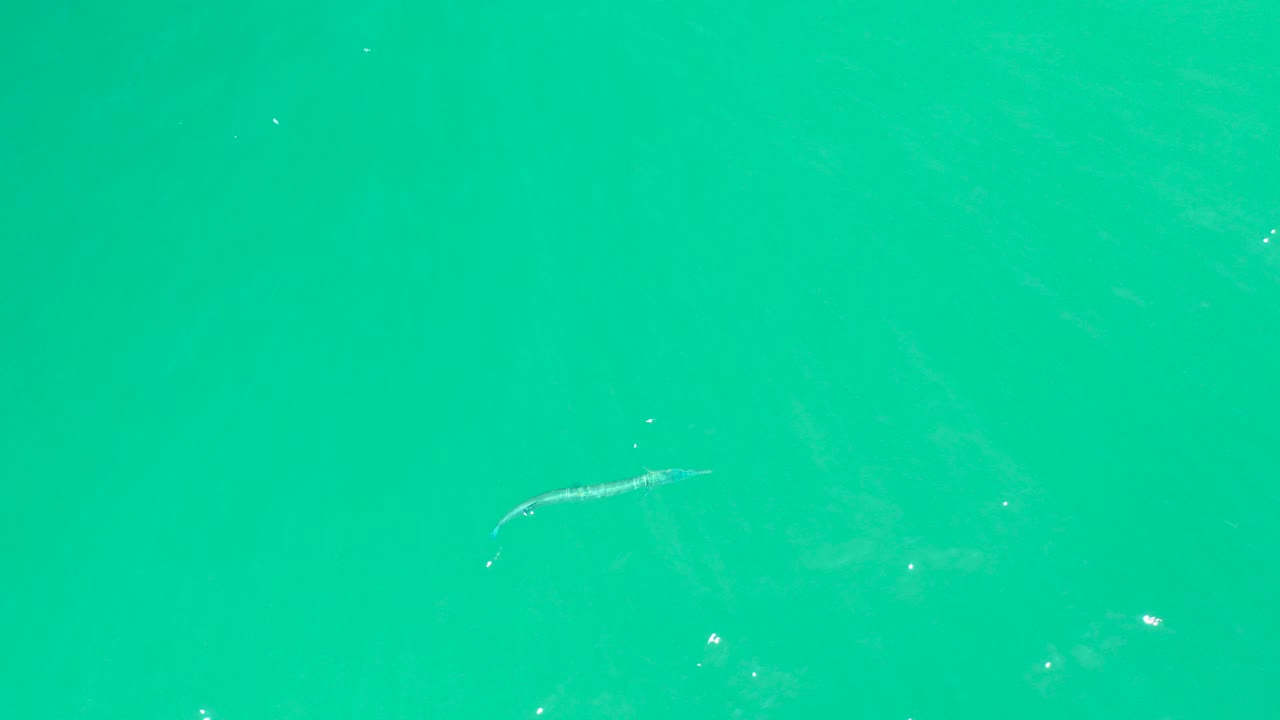 Needlefish near the surface in turquoise water.