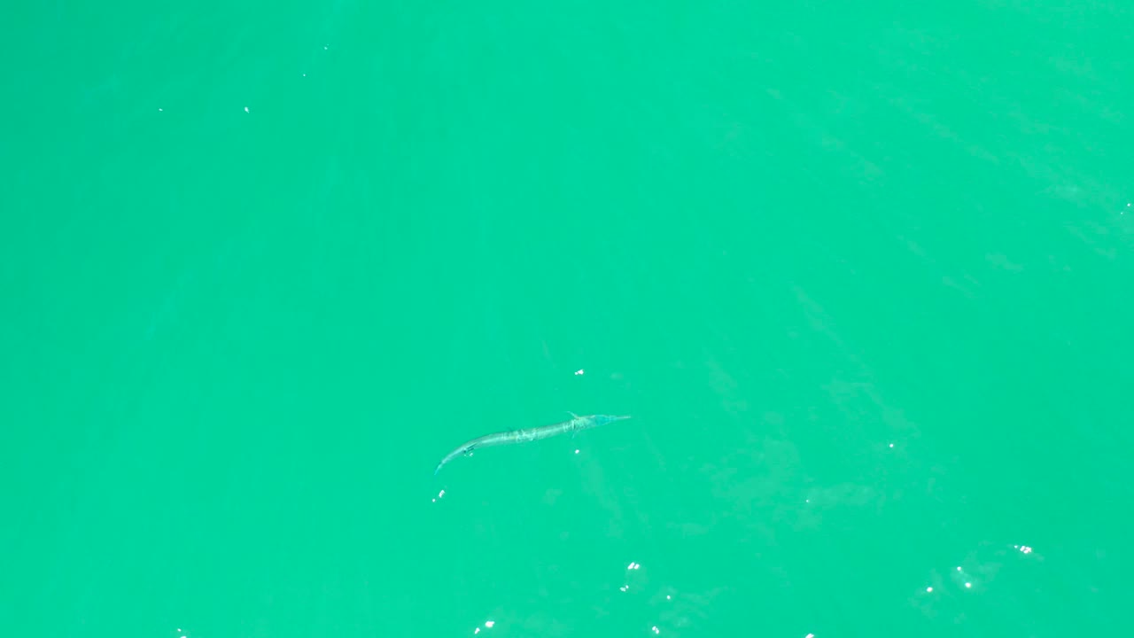 The needlefish is slightly farther across the turquoise water, with pale surface shimmer around it and no visible people.