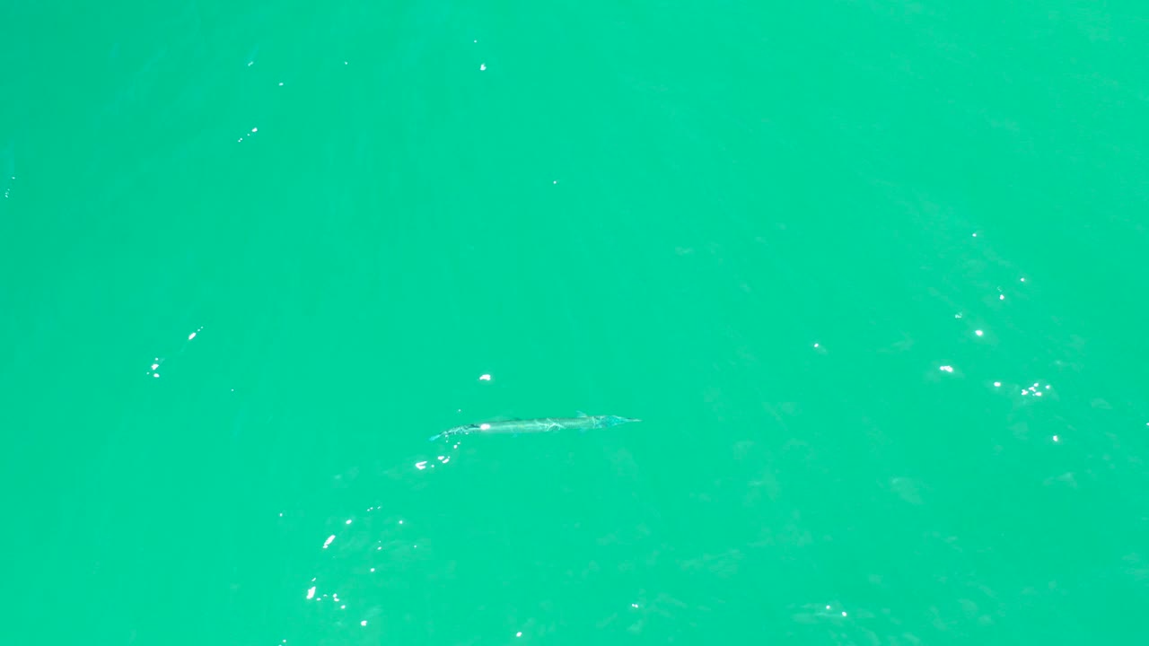A long, thin fish sits near the upper-right area of the water frame, surrounded by clear turquoise color, small specks, and no visible people.