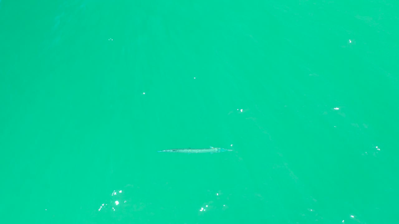 The needlefish appears low and left in the frame against open turquoise water, with a few bright bubbles and no visible people.