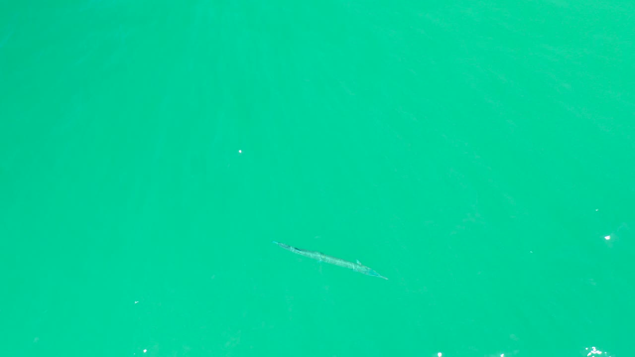 Long fish in turquoise water with faint sun reflections