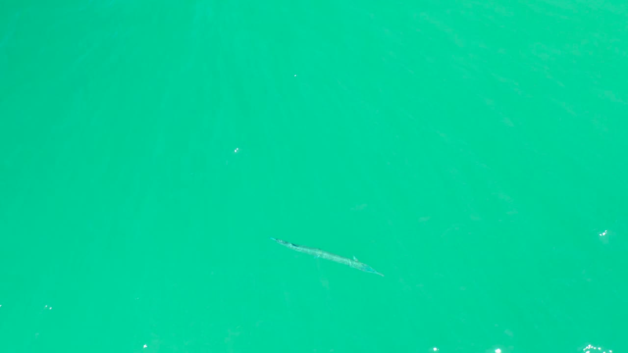 At Dreams Los Cabos in Baja California Sur, the slender fish sits near the lower left of the overhead frame as sun specks glint across green-blue water with no visible people.