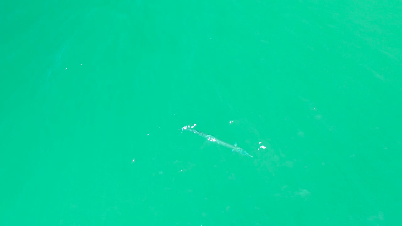 At Dreams Los Cabos in Baja California Sur, a long fish is visible near the upper right area beneath turquoise water, with scattered highlights and no visible people.