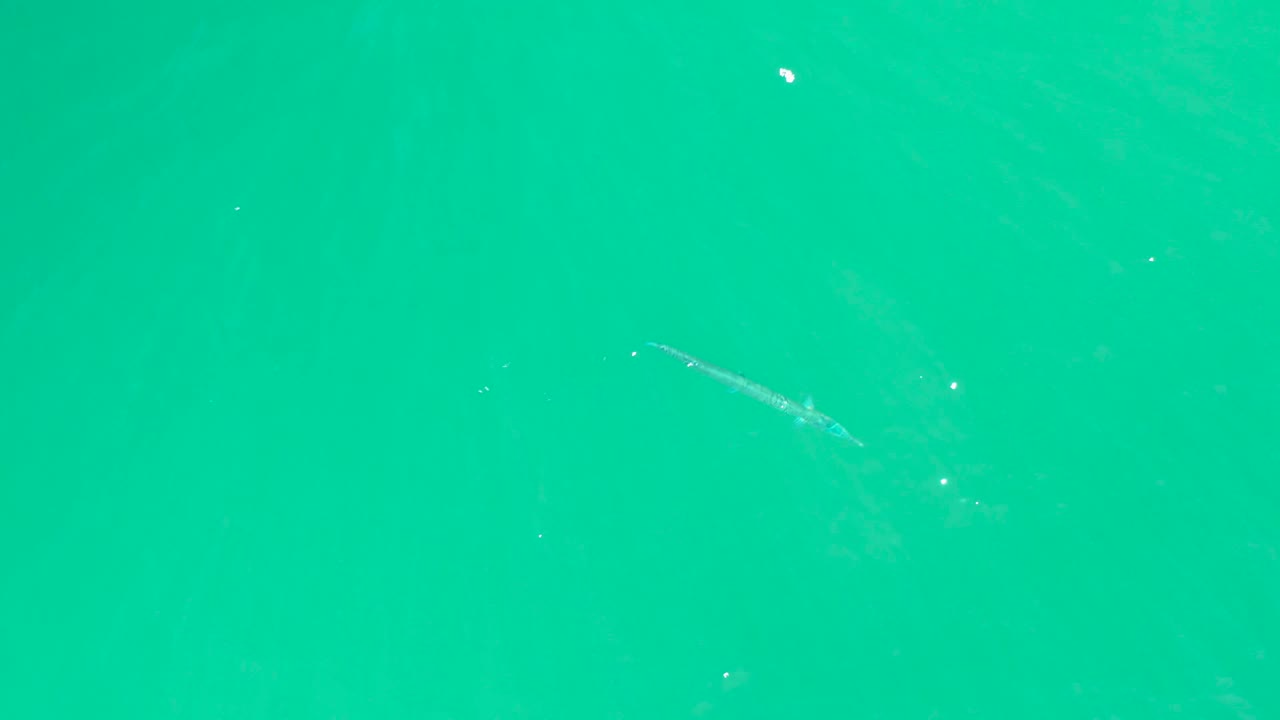 At Dreams Los Cabos in Baja California Sur, the fish is seen near the left side below the water surface, with a soft underwater shadow and no visible people.