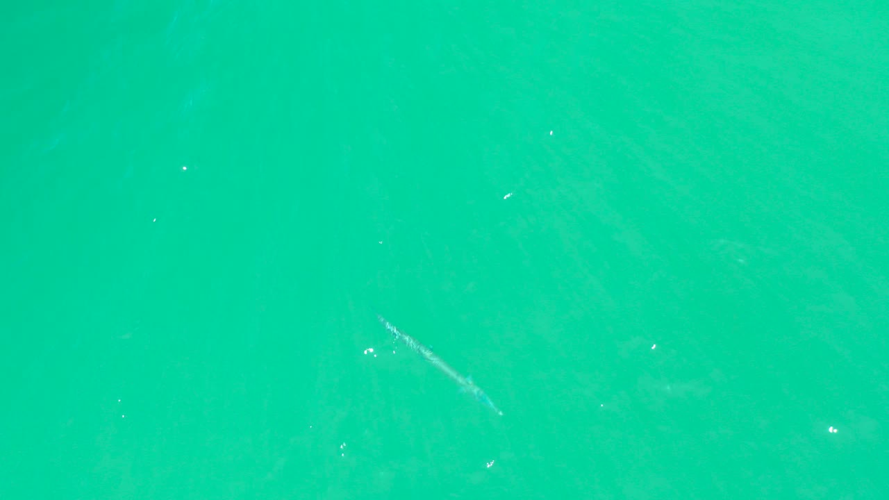 Small fish under turquoise water with faint ripples.