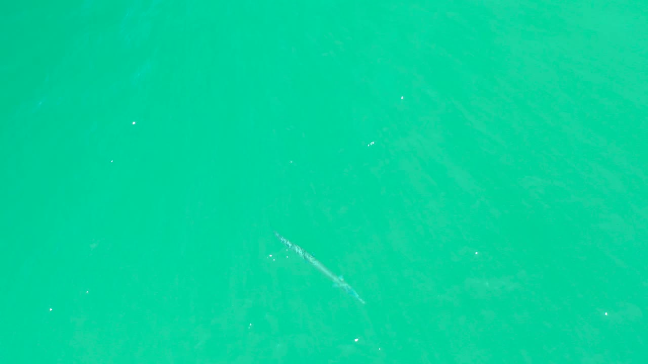 At Dreams Los Cabos in Baja California Sur, the small fish sits lower in the turquoise water field, with soft surface texture and no visible people.