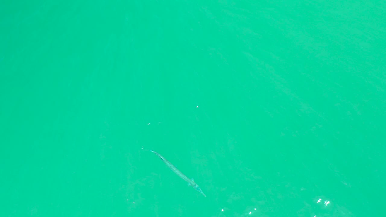 At Dreams Los Cabos in Baja California Sur, a slender fish is visible through rippled turquoise water, with small bright surface reflections and no visible people.