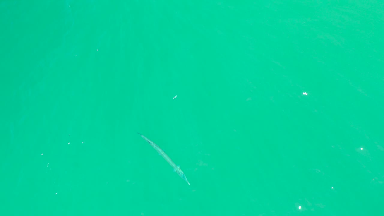 At Dreams Los Cabos in Baja California Sur, the small fish appears in open turquoise water with sparse bubbles and no visible people or shoreline.